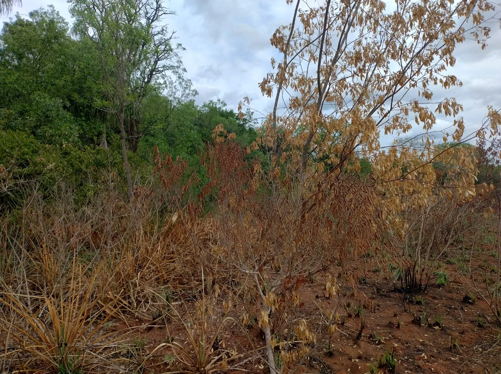 Arbustos con hojas secas y marrones afectados por el calor del incendio