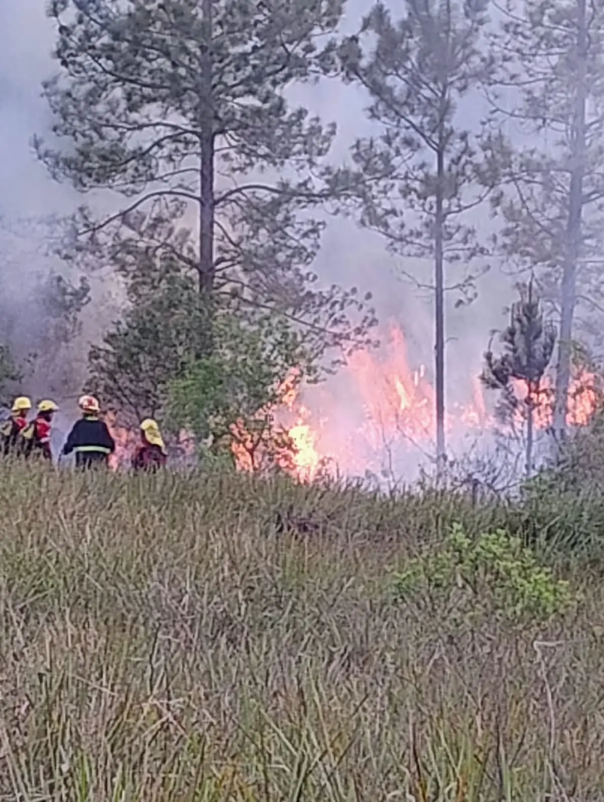 Brigadistas observan el frente de fuego que avanza bajo los pinos