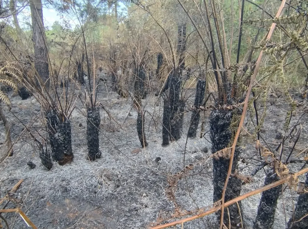 Helechos arborescentes Cyathea atrovirens quemados en la Reserva Natural Tenondé