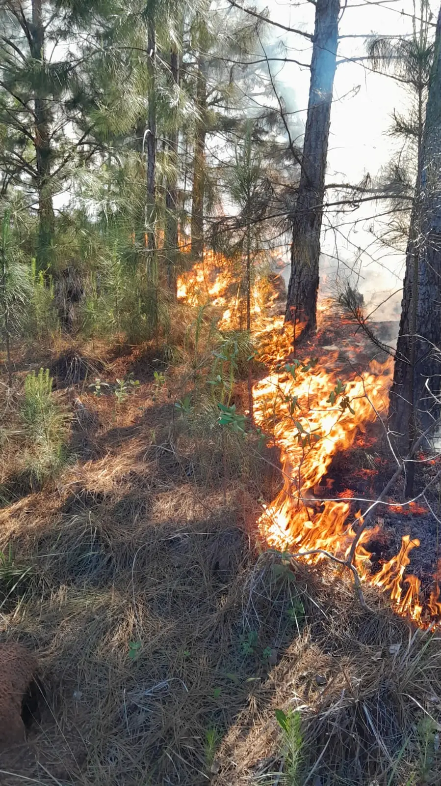 Línea de fuego avanzando sobre la hojarasca entre pinos