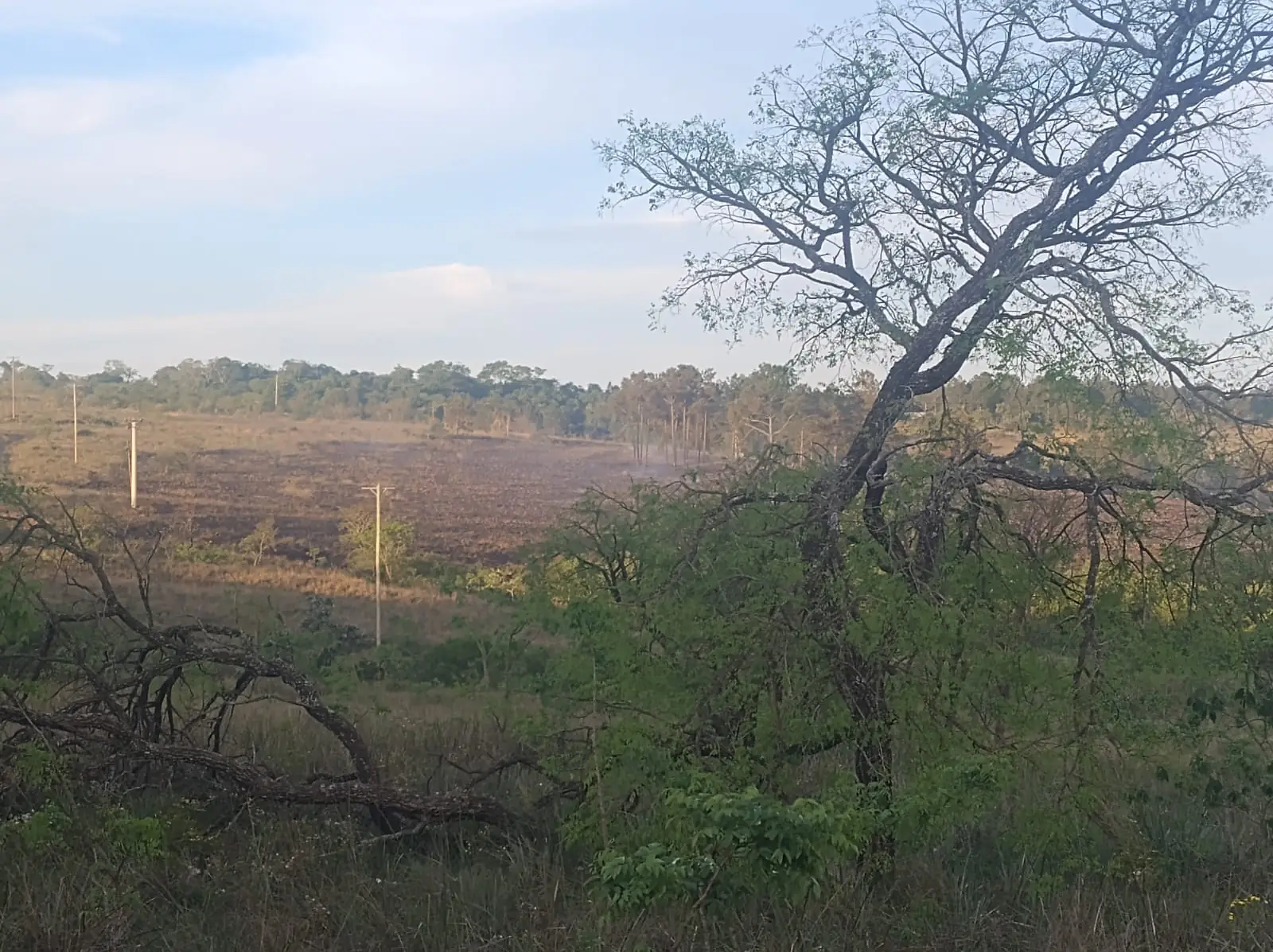 Vista del pastizal quemado en la península de Teyú Cuaré, con el tendido eléctrico al fondo