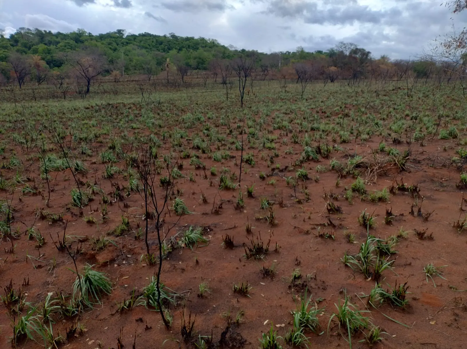 Rebrote de pastos sobre suelo rojo arenoso después del incendio en la Reserva Tenondé