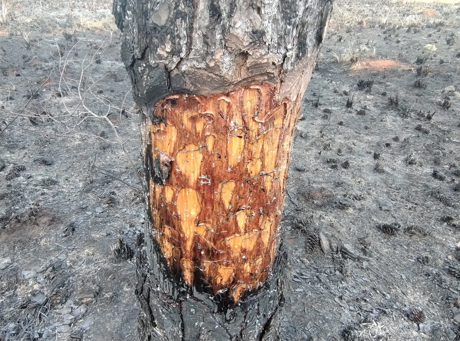 Tronco de árbol con la corteza quemada y resina expuesta tras el incendio