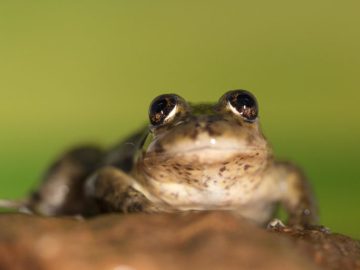 Ranita de Valcheta (1) Ranita de Valcheta (1)