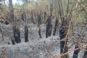 Helechos arborescentes Cyathea atrovirens quemados en la Reserva Natural Tenondé