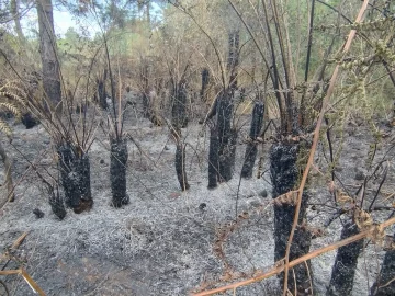 Helechos arborescentes Cyathea atrovirens quemados en la Reserva Natural Tenondé